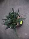 Gasteria NIGRICANS Monstruosa 2368 don6cm PS5748H Kod producenta 1111