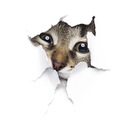 3D НАКЛЕЙКА НА СТЕНУ КОШКА НАКЛЕЙКА С КОШКОЙ