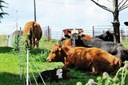 ТОЛСТАЯ ВЕРЕВОЧНАЯ ЛЕСКА плетеная прядь для быков крупного рогатого скота 100кг ОВЧАРКА 500м
