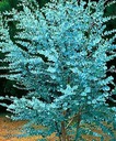 Морозостойкие семена голубого тасманского эвкалипта Gunnii до -18 С 5 шт.