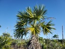 Exotické semená Palmy pre záhradu Palma Morissa Leucothrinax morrisii Hmotnosť (s balením) 0.1 kg