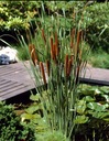 Рогоз Узколистное водное растение, идеально подходящее для прудов и прудов.