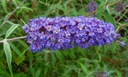 Buddleja NANHO BLUE Nazwa łacińska buddleja davidii