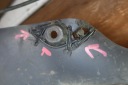 RENAULT OE 8200161848 PROTECTION SOUS MOTEURphoto 8
