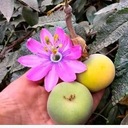 Exotické semená Passiflora Mučeníčka Marakuja Passionfruit ružový kvet Značka Inspiruj