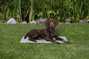 Trixie Chladiaca podložka pre psa XL 90x60cm sivá Druh cvičebná podložka