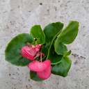 Begonia Semperflorens Sadzonka Doniczkowa Wiecznie Kwitnąca Kwiat Do Ogrodu