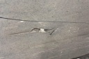 ARRIÈRE CENTRALE PROTECTION CHÂSSIS AUDI A3 SPORTBACK (8PA) 5Q0825272 2.0Lphoto 10