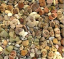 Zestaw do uprawy ŻYWE KAMIENIE Kod producenta Lithops łatwa uprawa żywe kamienie sukul