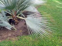 MAZARI STRIEBORNÁ PALM NANNORRHOPS RITCHIEANA MAZARI Odroda Mazari palm zielona (Nannorrhops ritchiana green)