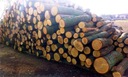 Drewno Kominkowe i Opałowe | Grab 1m3 | PROMOCJA Typ produktu drewno