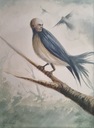 Neraiský vták, surrealizmus Technika vykonávania akvarel