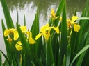W15 Ирис желтый (Iris pseudacorus) для пруда p9