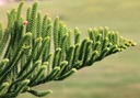 Araukaria Čilská Opica Strom (Araucaria Araucana) semená 1 ks Kód výrobcu nasiona