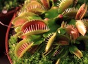 Набор для выращивания венериной мухоловки Dionaea Muscipula