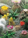 NASIONA KAKTUSY MIESZANKA (CACTUS SPP.) Rodzaj rośliny kaktusy