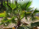 Exotické semená Palmy Washingtonia robusta Palma Washingtonia odolná Značka Inspiruj