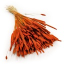 Тимофеевка сушеная - красная