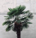 Mrazuvzdorná palma Wagnerov drhnutie do - 24 C vo vašej záhrade semená Charakteristické vlastnosti náročné na slnko čistenie vzduchu nenáročné na starostlivosť vhodné pre domáce zvieratá zriedkavé