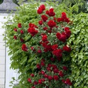 Красная плетистая роза (Клаймбер) саженец