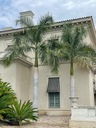 Exotické semená Palmy Kráľovská palma Rojston Roystonea regia 'Florida' Hmotnosť 0 g