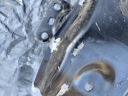 POUTRE SOUS AVANT PARE-CHOCS KANGOO II III 2008-photo 9
