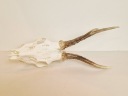 Трофеї Poroże Z Czaszką 285 G 761