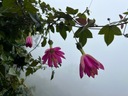 Exotické semená Passiflora Mučeníčka Marakuja Passionfruit ružový kvet veľkosť topánok tety Klotky 1 ks