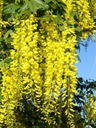 ZLATOKAP WATERERA (LABURNUM WATERERI) - 5 SEMIEN Farba kvetu žltá