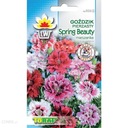 Klinček pernatý Spring Beauty mix SEMENÁ 0,5g