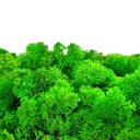 Ягельный мох Крабовый Светло-Зеленый 500 Красивый