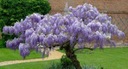 Глициния китайская Wisteria Sinensis для бонсай и не только, семена 1 шт.