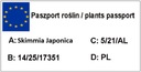 Skimia Japonské RUBELLA -- č. 1833 Druh rastliny vŕby