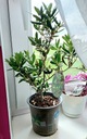 Оливковое европейское оливковое дерево, саженец 35-50 см.