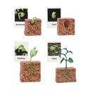 Figúrky životného cyklu Hračka Rast rastlín zvierat EAN (GTIN) 0791220446272