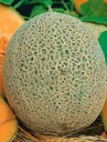 Sadzonka rozsada Melon Emir F1 Wysokość sadzonki 15 cm