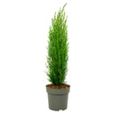 Cupressus sempervirens – Тосканский кипарис – ⌀19см – Высота 70-80см.