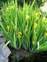 W15 Ирис желтый (Iris pseudacorus) для пруда p9