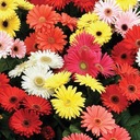 NASIONA GERBERA JAMESONA HYBRIDS Mixed doniczkowa