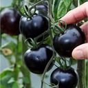 Pomidor koktajlowy black cherry 0,2g EAN (GTIN) 5906493009931