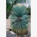 Mrazuvzdorná Juka-Yucca Rostrata 5 semien Značka iná