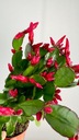 Рипсалидопсис ПАСХАЛЬНЫЙ КАКТУС Декабрьское растение, яркие цветы