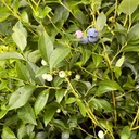 Голубика Bluecrop (Vaccinium) P13