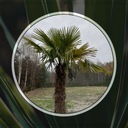 Palma MRAZUVZDORNÁ semená Trachycarpus Fortunei do záhrady 10ks Druh rastliny Iný