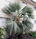 MAZARI STRIEBORNÁ PALM NANNORRHOPS RITCHIEANA MAZARI Druh iný