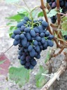 КОДРИАНКА виноград