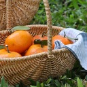 Кошики, Рюкзаки Для Пікніка Бежевий Пікнік Кошик
