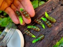 8 шт. Larva XL Boroda Baits 40мм -1,8 гр. Вбивчий аромат СИРУ в районі форелі!