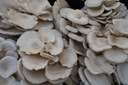 BOCZNIAK BOCZNIAKI BALOT grzybnia uprawa w DOMU Producent inna