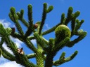 Araukaria Čilská Opica Strom (Araucaria Araucana) semená 1 ks Štýl japonská záhrada moderná záhrada skalka stredomorská záhrada vidiecka záhrada